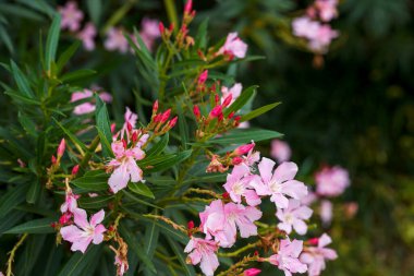 Parkta çiçek açan güzel bir zakkum çiçeği