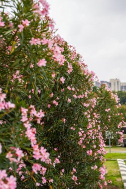Parkta çiçek açan güzel bir zakkum çiçeği