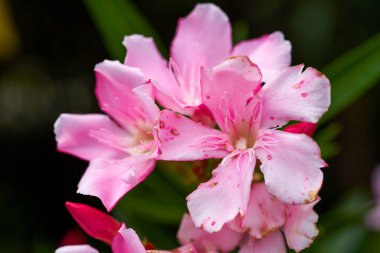 Parkta çiçek açan güzel zakkum çiçeği