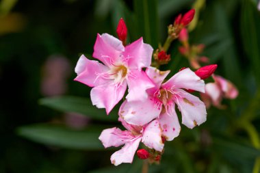 Parkta çiçek açan güzel zakkum çiçeği