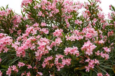 Parkta çiçek açan güzel zakkum çiçeği