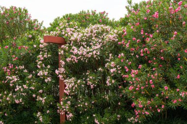 Parkta çiçek açan güzel zakkum çiçeği