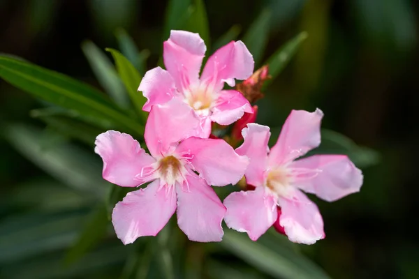 Piękny Kwitnący Kwiat Oleandry Parku — Zdjęcie stockowe