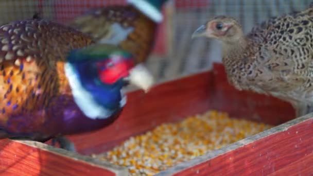 Granja Criado Colorido Emplumado Guinea Aves Comer — Vídeos de Stock