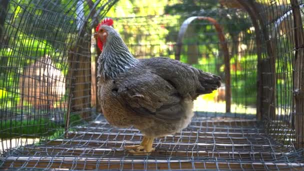Farm Raised Grey White Feather Bantam Chicken — Stock Video