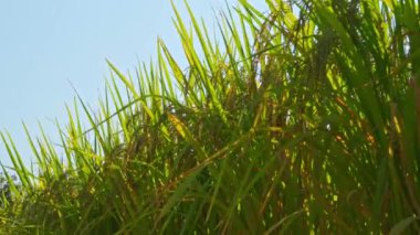 Sonbaharda olgunlaşmış altın sarısı pirinç ve pirincin yakın çekimi.