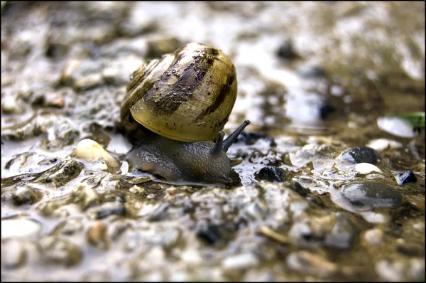Stone, snail, brown — Stock Photo, Image