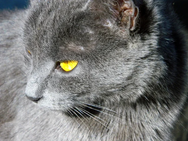 明亮的黄色眼睛的灰猫 — 图库照片