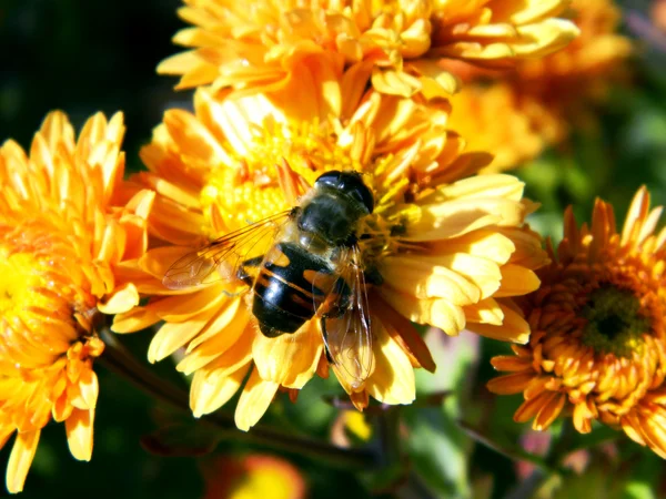 Μέλισσα σε ένα φωτεινό πορτοκαλί λουλούδι φθινόπωρο — Φωτογραφία Αρχείου