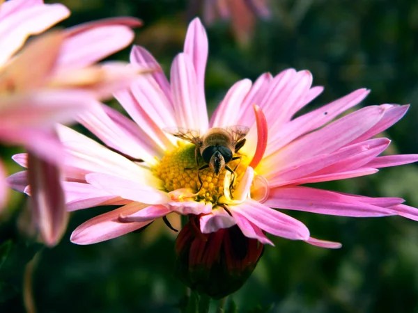 Bee looks right at you — Stock Photo, Image