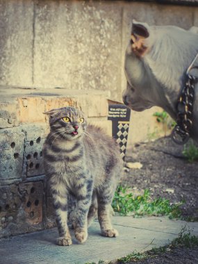kedi köpek dili gösterir.