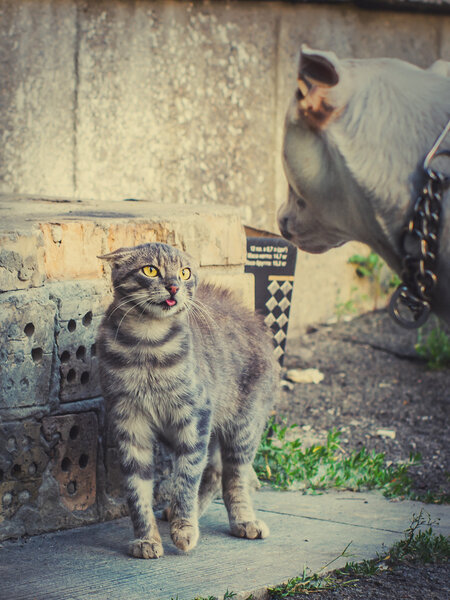 Cat shows dog language