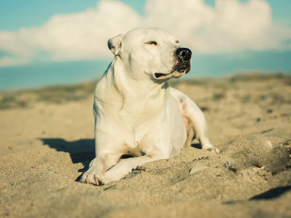 Bílý pes na pláži Stock Snímky