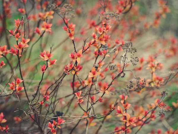 Arbusto rojo — Foto de Stock