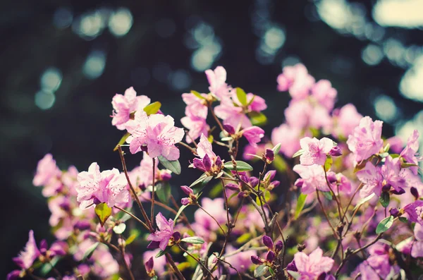 紫色杜鹃花 — 图库照片