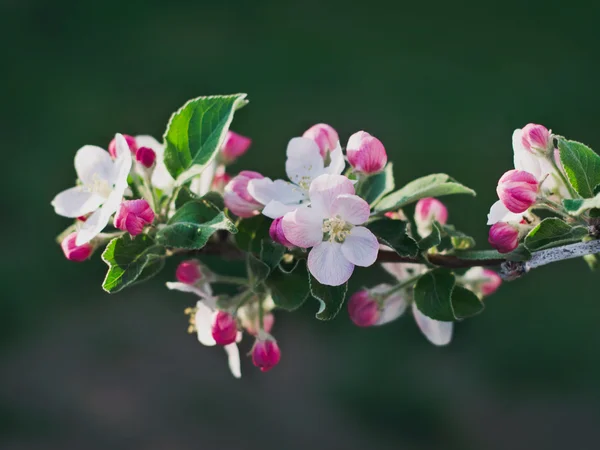 Flowers of apple trees Royalty Free Stock Images