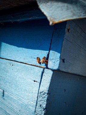 Arılar arı bahçesindeki arı kovanına yaklaşıyorlar.