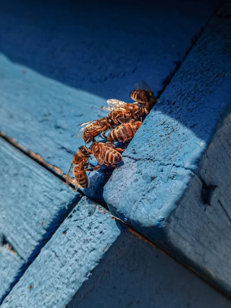 Arılar arı bahçesindeki arı kovanına yaklaşıyorlar.