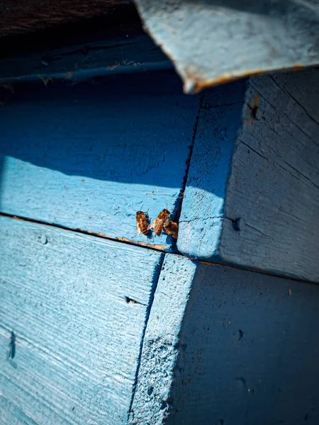 Arılar arı bahçesindeki arı kovanına yaklaşıyorlar.