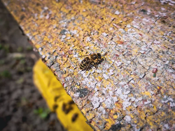 Arılar arı bahçesindeki arı kovanına yaklaşıyorlar.