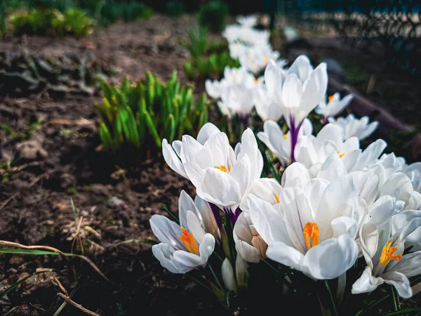 Bahar bahçesindeki yeşil yaprakların arka planındaki güzel beyaz çiçeklerin yakın çekimi, doğal duvar kağıtları.