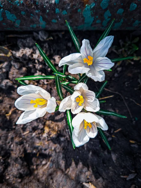 Bahar bahçesindeki yeşil yaprakların arka planındaki güzel beyaz çiçeklerin yakın çekimi, doğal duvar kağıtları.