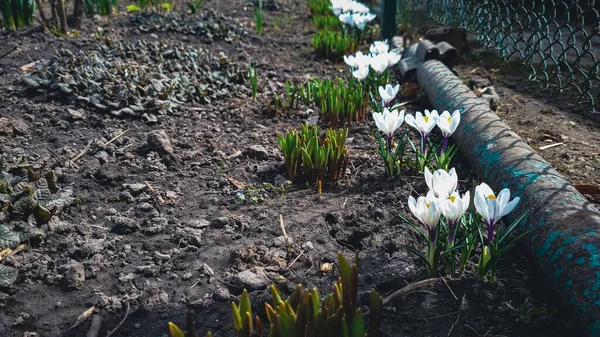 Bahar bahçesindeki yeşil yaprakların arka planındaki güzel beyaz çiçeklerin yakın çekimi, doğal duvar kağıtları.