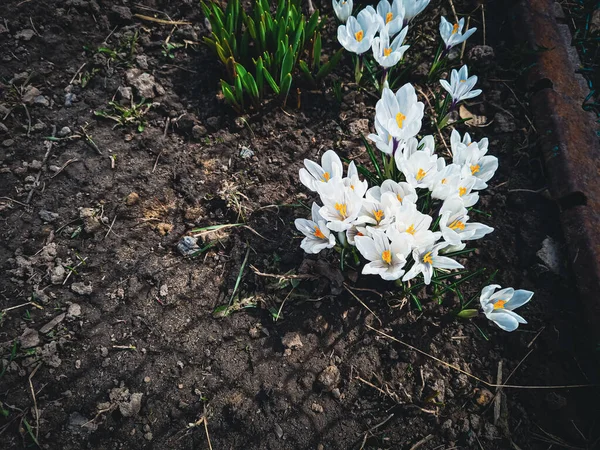 Bahar bahçesindeki yeşil yaprakların arka planındaki güzel beyaz çiçeklerin yakın çekimi, doğal duvar kağıtları.