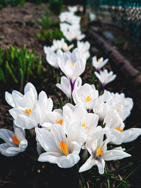 Bahar bahçesindeki yeşil yaprakların arka planındaki güzel beyaz çiçeklerin yakın çekimi, doğal duvar kağıtları.