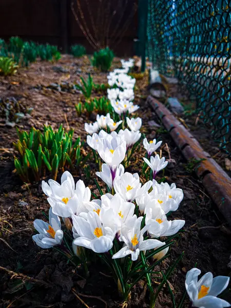 Bahar bahçesindeki yeşil yaprakların arka planındaki güzel beyaz çiçeklerin yakın çekimi, doğal duvar kağıtları.