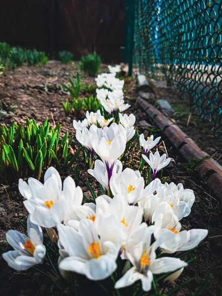 Bahar bahçesindeki yeşil yaprakların arka planındaki güzel beyaz çiçeklerin yakın çekimi, doğal duvar kağıtları.