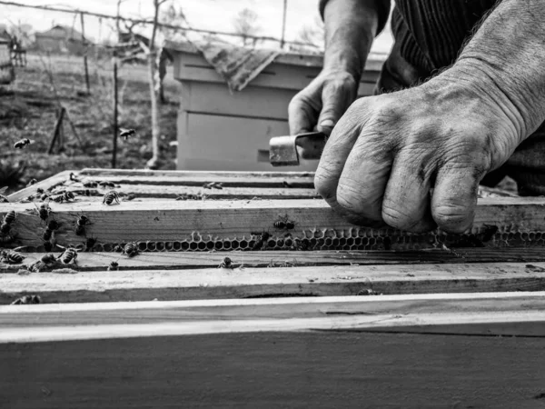 Arı kovanında çalışan arıcının siyah beyaz bir fotoğrafı var.