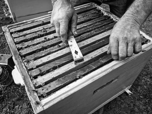 Arı kovanında çalışan arıcının siyah beyaz bir fotoğrafı var.