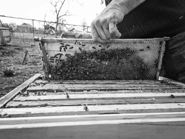 Arı kovanında çalışan arıcının siyah beyaz bir fotoğrafı var.