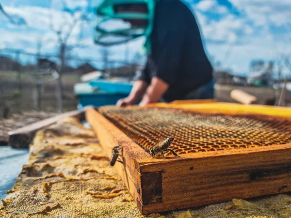 Arıların bal kovanlarındaki yakın görüntüsü ahşap çerçevede ve arıcı arı kovanında arka planda çalışıyor.