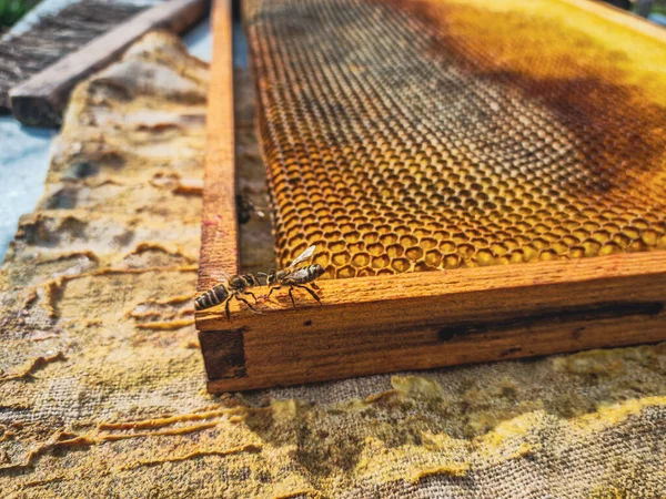 Arıların ahşap çerçevedeki bal kovanlarına yakın görüntüsü