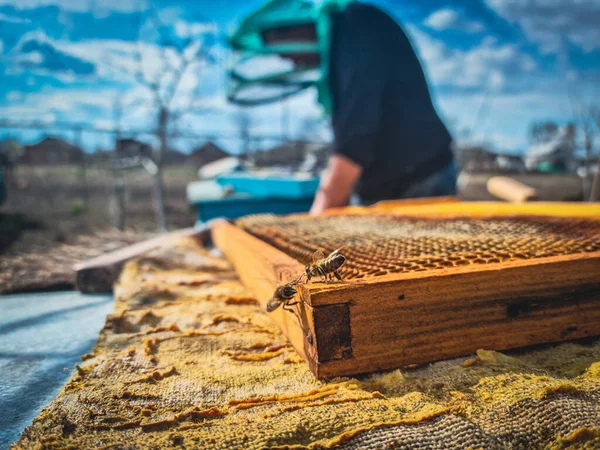 Arıların bal kovanlarındaki yakın görüntüsü ahşap çerçevede ve arıcı arı kovanında arka planda çalışıyor.