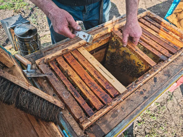 Arı kovanının çatısında bal ve bal peteği olan bir arıcı.