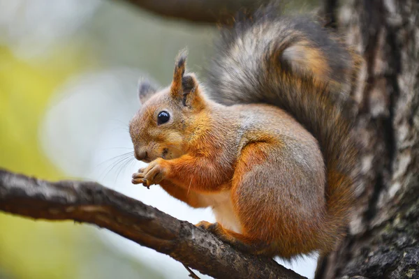 Squirrel on a tree Stock Picture