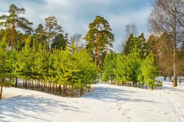 Pine plantations — Stock Photo, Image