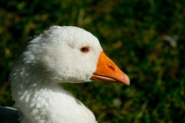 The goose — Stock Photo, Image