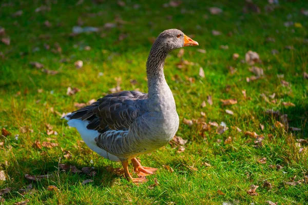 Die Gans auf der Wiese — Stockfoto