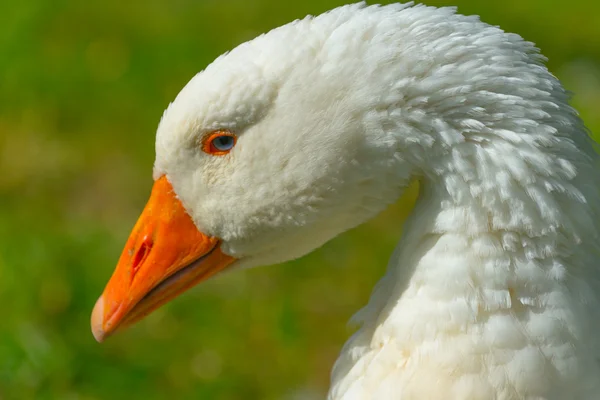 The goose 4 — Stock Photo, Image