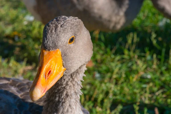 Ne 2 yemek? — Stok fotoğraf