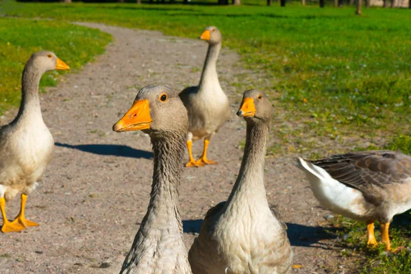 Geese on a path — Stock Photo, Image