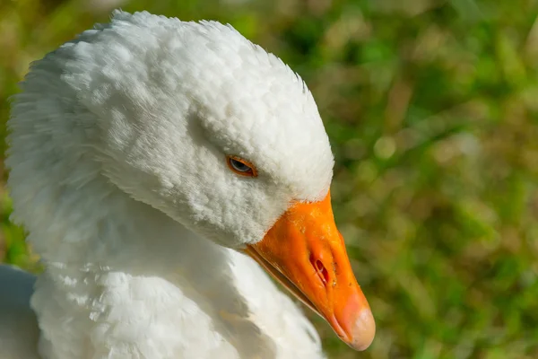 The goose 5 — Stock Photo, Image