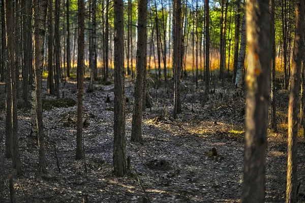 Donker bos — Stockfoto