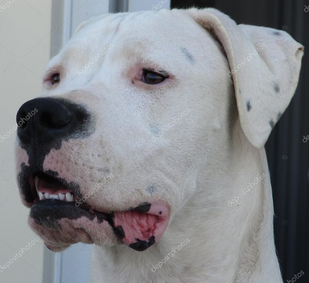 Dogo Argentino impressionante c o branco grande fotos imagens de