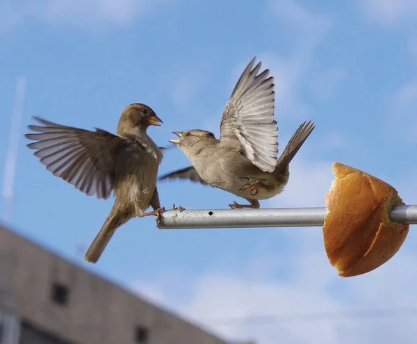 Vrabci jsou hádat, chléb Stock Obrázky