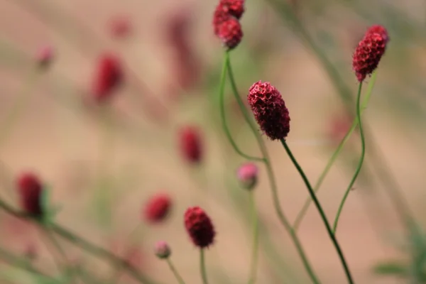 Kwiat floewers — Zdjęcie stockowe